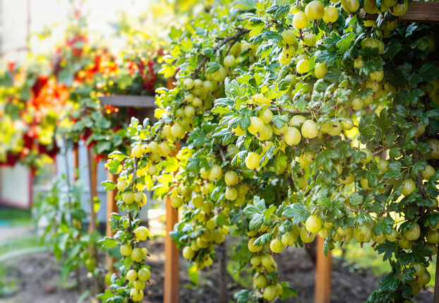 Haie comestible fruitière, agriculture urbaine