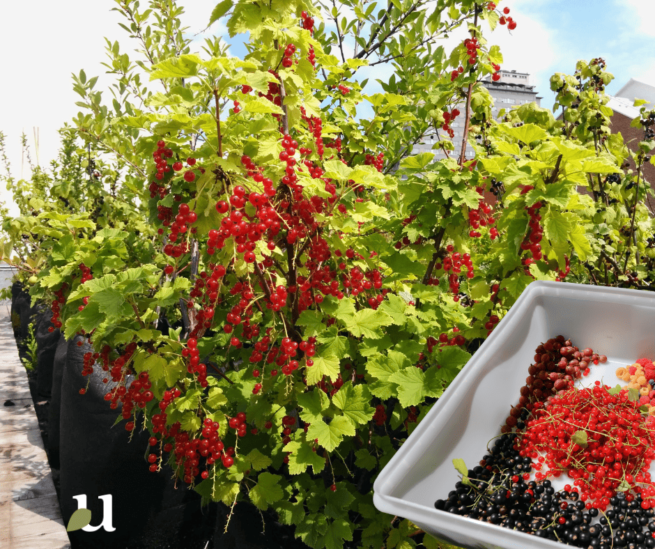 Haie comestible fruitier, agriculture urbaine, les Urbainculteurs