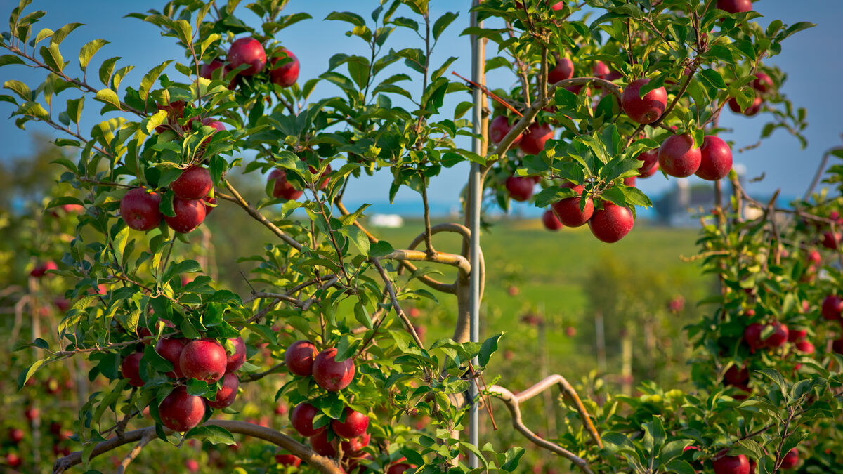 Pommier haie comestible fruitière en agriculture urbaine