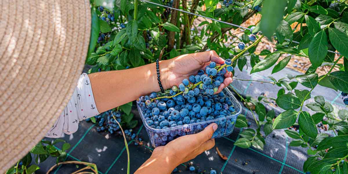 Haie comestible fruitière avec bleuets, agriculture urbaine