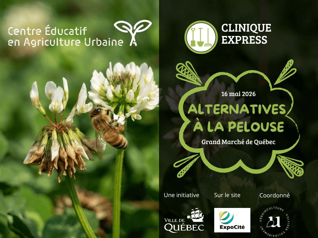 Urbainculteurs, pelouse écologique